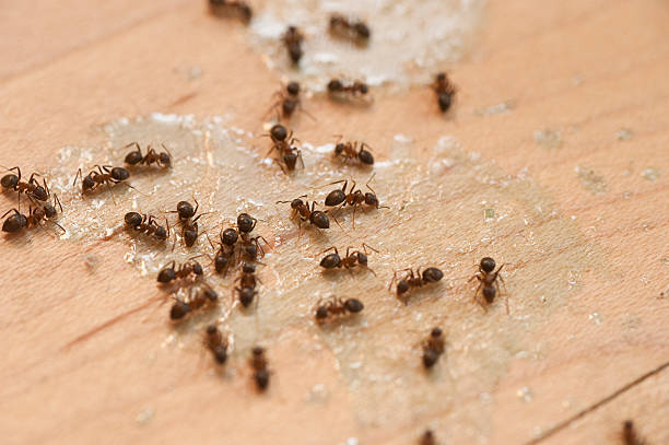 Best Pest Control for Businesses  in Allison, IA
